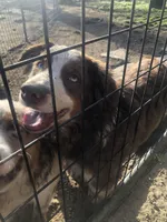 AKC Ardi, a male Australian Shepherd for sale in Fresno, CA – Photo 6 of 8