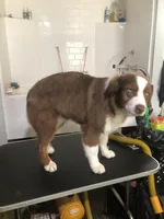 AKC Ardi, a male Australian Shepherd for sale in Fresno, CA – Photo 4 of 8