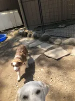 AKC Ardi, a male Australian Shepherd for sale in Fresno, CA – Photo 5 of 8