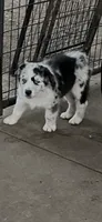 AKC Blue Merle male 2, a male Australian Shepherd for sale in Fresno, CA – 3 of 10