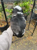 Dark copper, a male Miniature Australian Shepherd for sale in Fresno, CA – 2 of 4