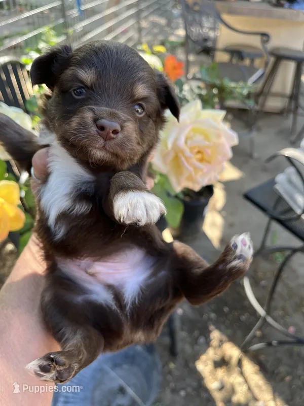 Red tri male – Toy Australian Shepherd puppy for sale in Fresno, CA