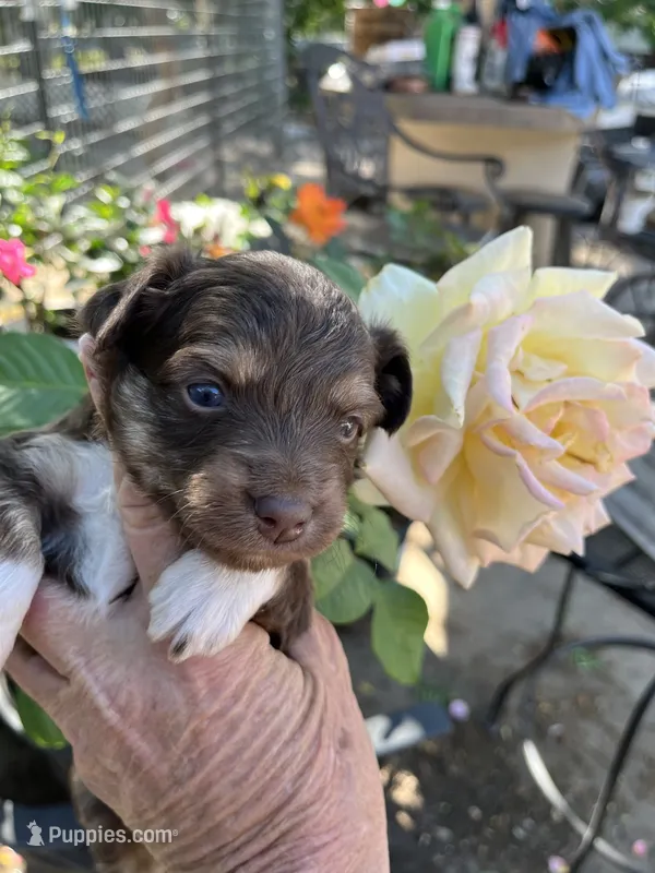 Red tri female – Toy Australian Shepherd puppy for sale in Fresno, CA