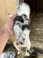Blue Merle male1, a male Australian Shepherd for sale in Fresno, CA – 4 of 4