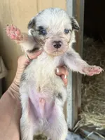 Blue Merle male1, a male Australian Shepherd for sale in Fresno, CA – 3 of 4