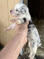 Blue Merle male1, a male Australian Shepherd for sale in Fresno, CA – 2 of 4