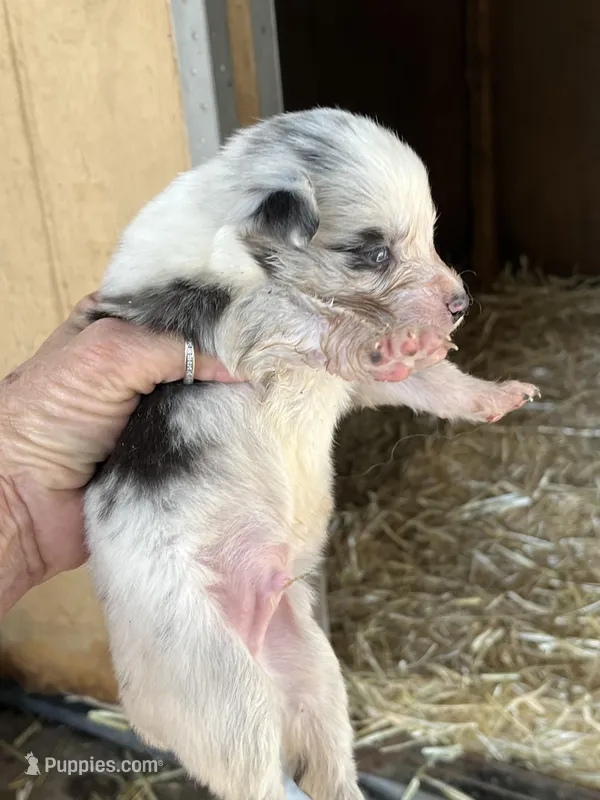 Blue Merle male1 – Australian Shepherd puppy for sale in Fresno, CA
