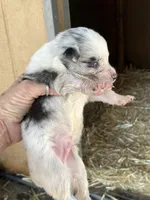 Blue Merle male1, a male Australian Shepherd for sale in Fresno, CA – 1 of 4