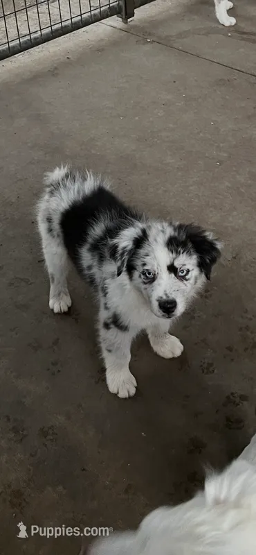 Blue Merle male 2 – Australian Shepherd puppy for sale in Fresno, CA