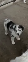 AKC Blue Merle male 2, a male Australian Shepherd for sale in Fresno, CA – 1 of 10