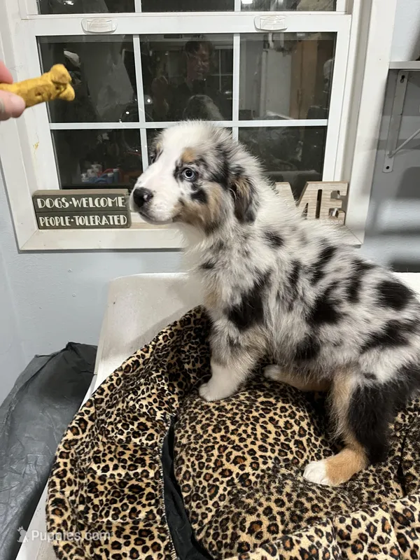 Tracker, a male Australian Shepherd for sale in Fresno, CA – Photo 1 of 9
