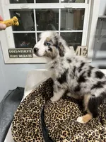 Tracker, a male Australian Shepherd for sale in Fresno, CA – Photo 1 of 9