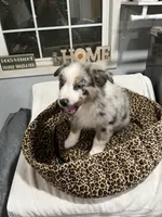 Tracker, a male Australian Shepherd for sale in Fresno, CA – Photo 7 of 9