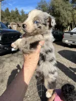 Tracker, a male Australian Shepherd for sale in Fresno, CA – Photo 3 of 9