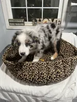 Tracker, a male Australian Shepherd for sale in Fresno, CA – Photo 9 of 9