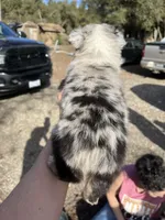 Tracker, a male Australian Shepherd for sale in Fresno, CA – Photo 4 of 9