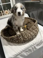 Tracker, a male Australian Shepherd for sale in Fresno, CA – Photo 8 of 9