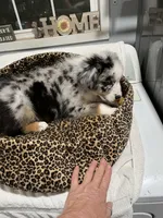 Tracker, a male Australian Shepherd for sale in Fresno, CA – Photo 6 of 9