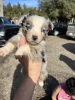 Tracker, a male Australian Shepherd for sale in Fresno, CA – Photo 2 of 9
