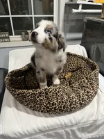 Tracker, a male Australian Shepherd for sale in Fresno, CA – Photo 5 of 9