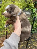 Red Merle male, a male Miniature Australian Shepherd for sale in Fresno, CA – 2 of 4
