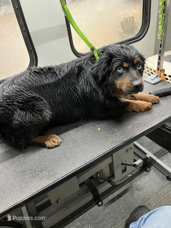 Bodie – Miniature Australian Shepherd puppy for sale in Fresno, CA
