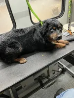 Bodie, a male Miniature Australian Shepherd for sale in Fresno, CA – 1 of 1