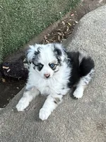 Blue Merle female, a female Toy Australian Shepherd for sale in Fresno, CA – 1 of 2