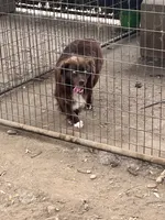 Booger, a male Australian Shepherd for sale in Fresno, CA – 2 of 2