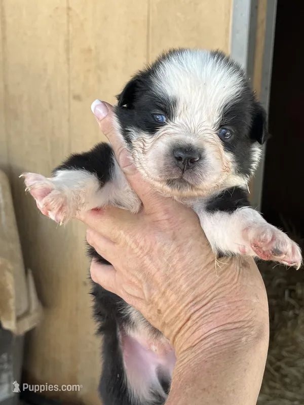 Black bi male – Australian Shepherd puppy for sale in Fresno, CA