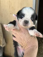 Black bi male, a male Australian Shepherd for sale in Fresno, CA – 1 of 4