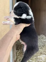Black bi male, a male Australian Shepherd for sale in Fresno, CA – 2 of 4
