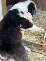 Black bi male, a male Australian Shepherd for sale in Fresno, CA – 4 of 4