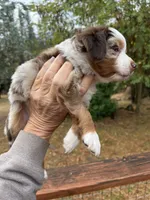 Female red merle, a female Miniature Australian Shepherd for sale in Fresno, CA – 4 of 4