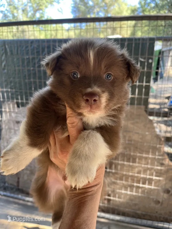 Red bi male – Australian Shepherd puppy for sale in Fresno, CA