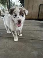 Red Merle male, a male Australian Shepherd for sale in Fresno, CA – 2 of 10