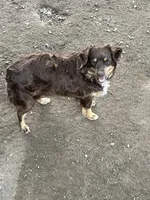Tippy, a female Toy Australian Shepherd for sale in Fresno, CA – 3 of 3