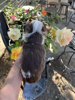 Red Merle male, a male Toy Australian Shepherd for sale in Fresno, CA – 5 of 5