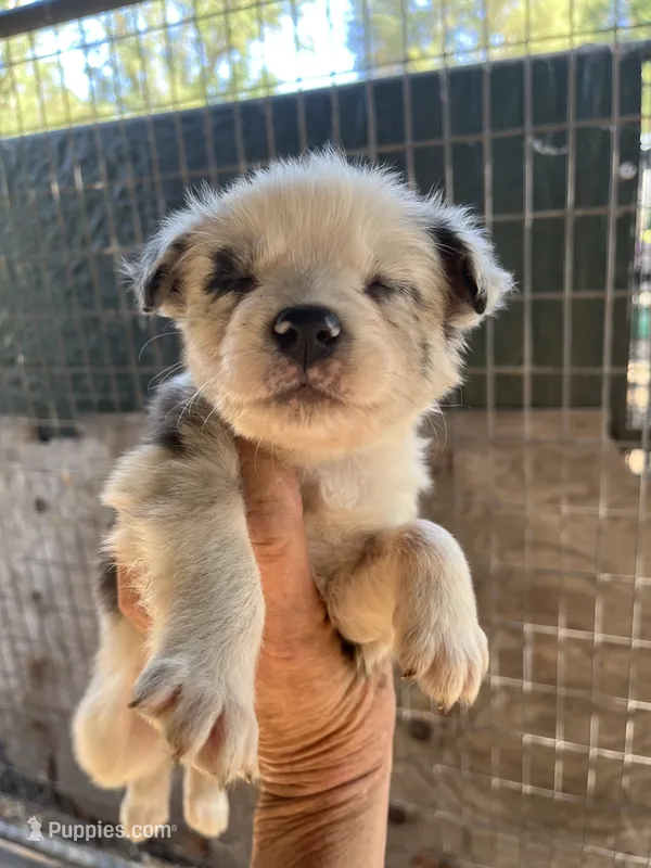 Blue Merle male1 – Australian Shepherd puppy for sale in Fresno, CA