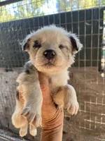AKC Blue Merle male1, a male Australian Shepherd for sale in Fresno, CA – 4 of 9