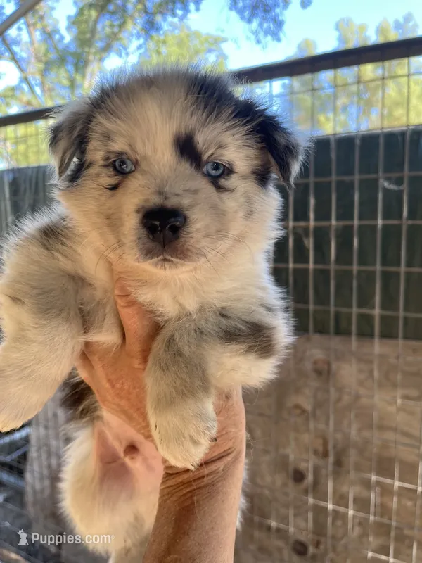 Blue Merle male 2 – Australian Shepherd puppy for sale in Fresno, CA