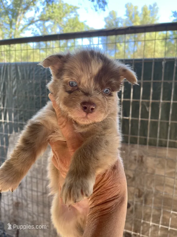 Red Merle male – Australian Shepherd puppy for sale in Fresno, CA