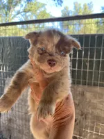 Red Merle male, a male Australian Shepherd for sale in Fresno, CA – 6 of 10