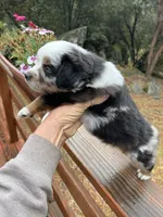Puzzle, a male Miniature Australian Shepherd for sale in Fresno, CA – 4 of 4