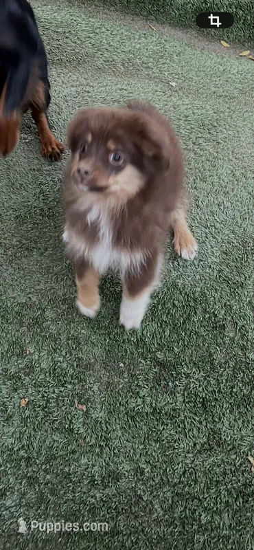 Red tri male – Toy Australian Shepherd puppy for sale in Fresno, CA
