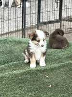 Red Merle male, a male Toy Australian Shepherd for sale in Fresno, CA – 2 of 7