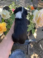 Black tri female, a female Toy Australian Shepherd for sale in Fresno, CA – 3 of 5
