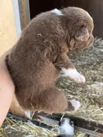 Red bi male, a male Australian Shepherd for sale in Fresno, CA – 4 of 5