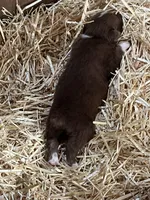 Red bi male, a male Australian Shepherd for sale in Fresno, CA – 5 of 5