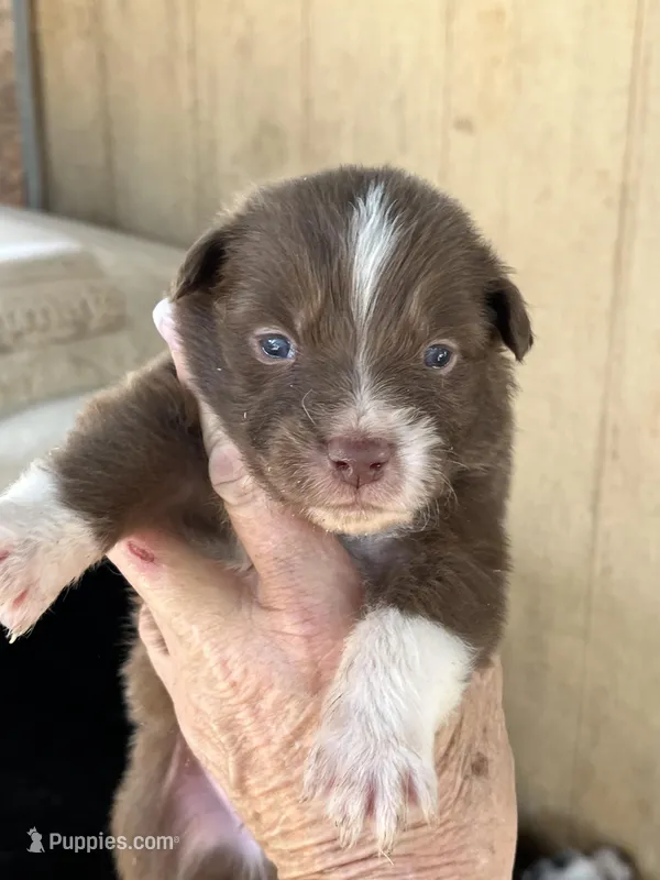 Red bi male – Australian Shepherd puppy for sale in Fresno, CA